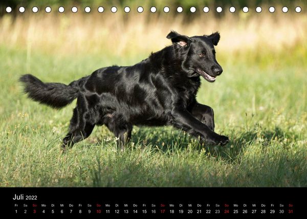 Produktbild: Rasse ist Klasse (Tischkalender 2022 DIN A5 quer)