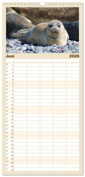 Produktbild: Familienplaner 2026 - Das Leben der Robben mit 5 Spalten (Wandkalender, 21 x 45 cm) CALVENDO