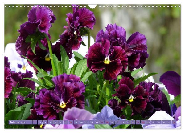 Produktbild: Liebenswerte Bl&uuml;ten (Wandkalender 2026 DIN A3 quer), CALVENDO Monatskalender