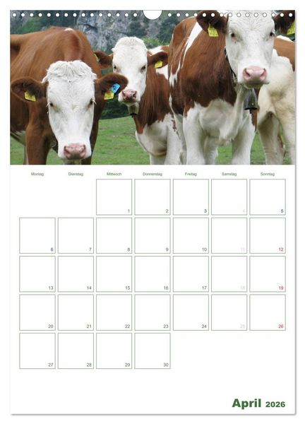 Produktbild: Kuhle K&uuml;he 2026 (Wandkalender 2026 DIN A3 hoch), CALVENDO Monatskalender