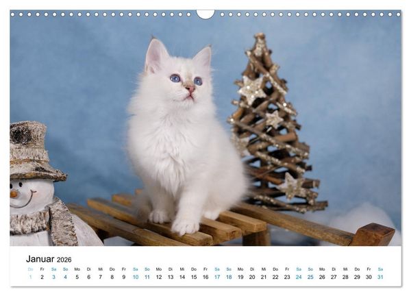 Produktbild: Heilige Birma Kitten - ein Traum auf wei&szlig;en Pf&ouml;tchen (Wandkalender 2026 DIN A3 quer), CALVENDO Monatskalender