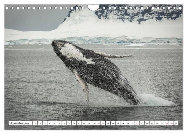 Produktbild: Faszination Antarktis (Wandkalender 2026 DIN A4 quer), CALVENDO Monatskalender