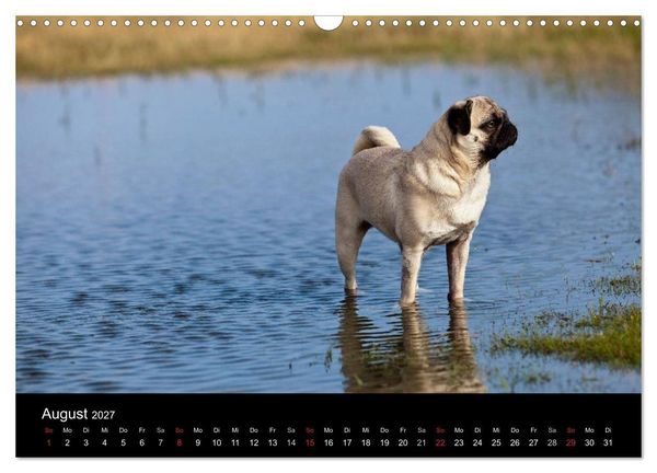 Produktbild: Mops 2027 (Wandkalender 2027 DIN A3 quer), CALVENDO Monatskalender