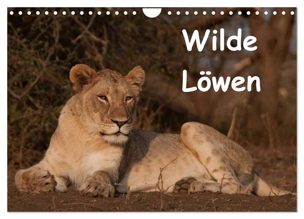 Produktbild: Wilde L&ouml;wen (Wandkalender 2026 DIN A4 quer), CALVENDO Monatskalender