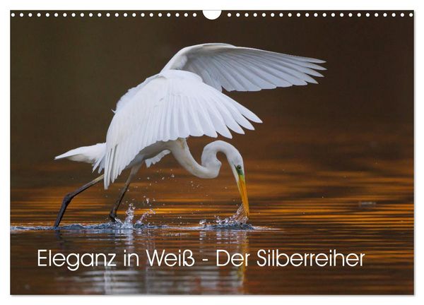 Eleganz in Weiß - Der Silberreiher (Wandkalender 2026 DIN A3 quer), CALVENDO Monatskalender