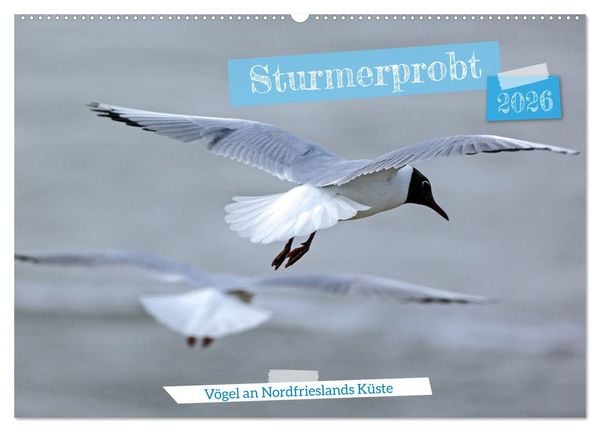 Produktbild: Sturmerprobt - V&ouml;gel an Nordfrieslands K&uuml;ste (Wandkalender 2026 DIN A2 quer), CALVENDO Monatskalender