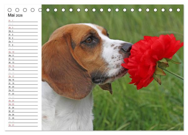 Produktbild: DER BEAGLEige TERMINPLANER (Tischkalender 2026 DIN A5 quer), CALVENDO Monatskalender