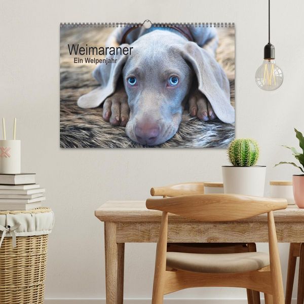 Produktbild: Weimaraner - Ein Welpenjahr (Wandkalender 2026 DIN A3 quer), CALVENDO Monatskalender
