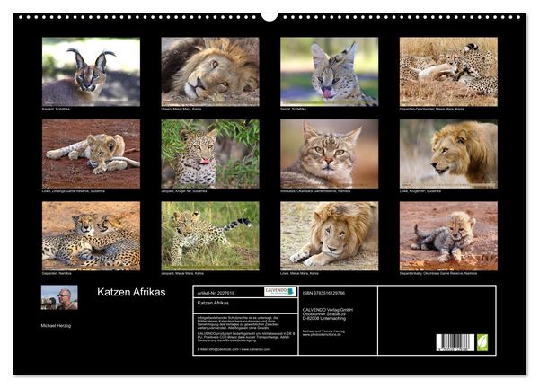 Produktbild: Katzen Afrikas (Wandkalender 2026 DIN A2 quer), CALVENDO Monatskalender