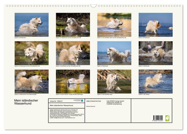 Produktbild: Mein isl&auml;ndischer Wasserhund (Wandkalender 2026 DIN A2 quer), CALVENDO Monatskalender