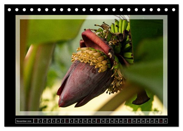Produktbild: Kerala - Impressionen aus S&uuml;dindien (Tischkalender 2026 DIN A5 quer), CALVENDO Monatskalender