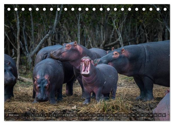 Produktbild: S&uuml;dafrika - Die Tierwelt (Tischkalender 2026 DIN A5 quer), CALVENDO Monatskalender