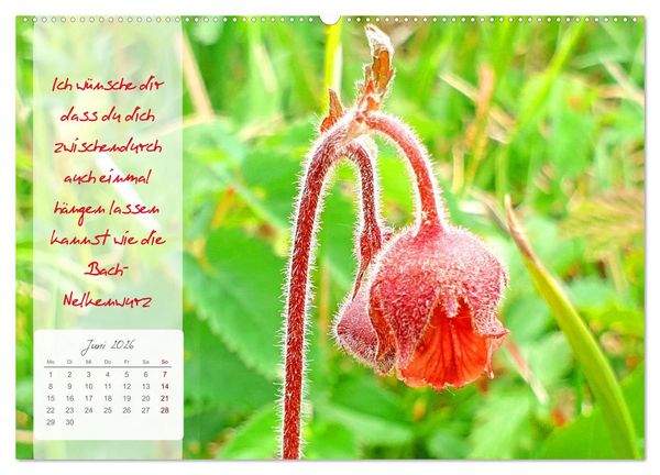Produktbild: Bl&uuml;hende Herzensw&uuml;nsche f&uuml;r Dich! (Wandkalender 2026 DIN A2 quer), CALVENDO Monatskalender
