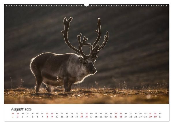 Produktbild: Rentiere (Wandkalender 2026 DIN A2 quer), CALVENDO Monatskalender
