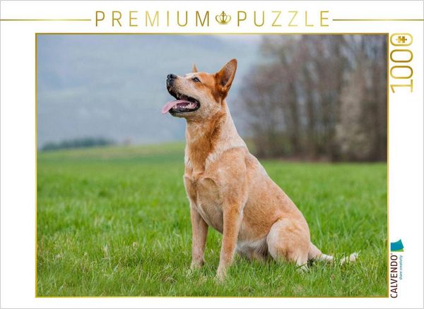 Produktbild: CALVENDO Puzzle Ein Motiv aus dem Kalender Power auf 4 Pfoten. Australian Cattle Dog | 1000 Teile Lege-Gr&ouml;&szlig;e 64x48cm Foto-Puzzle f&uuml;r gl&uuml;ckliche Stunden