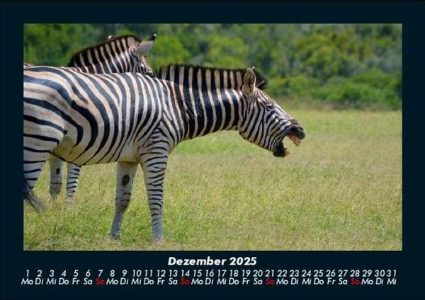 Produktbild: Tierkalender 2025 Fotokalender DIN A5