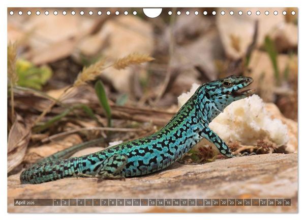 Produktbild: Formentera - Karibik im Mittelmeer (Wandkalender 2026 DIN A4 quer), CALVENDO Monatskalender