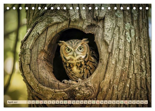 Produktbild: Eulen - furchtlos und elegant (Tischkalender 2027 DIN A5 quer), CALVENDO Monatskalender