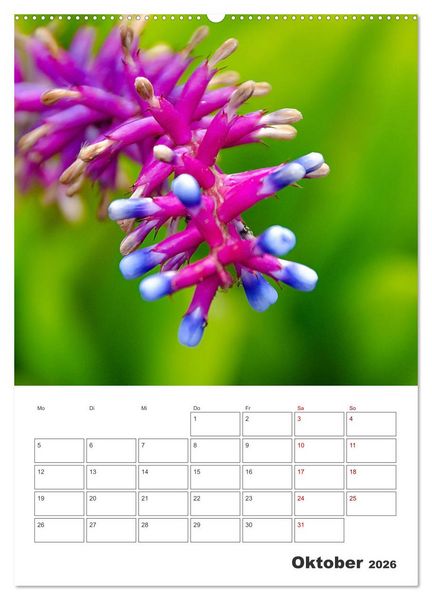 Produktbild: Dornige Sch&ouml;nheiten - Kakteen und Sukkulenten (Wandkalender 2026 DIN A2 hoch), CALVENDO Monatskalender