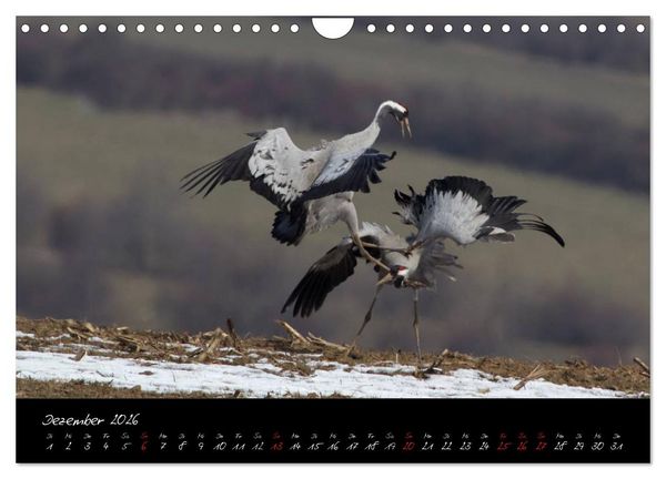 Produktbild: Kraniche - V&ouml;gel des Gl&uuml;cks (Wandkalender 2026 DIN A4 quer), CALVENDO Monatskalender