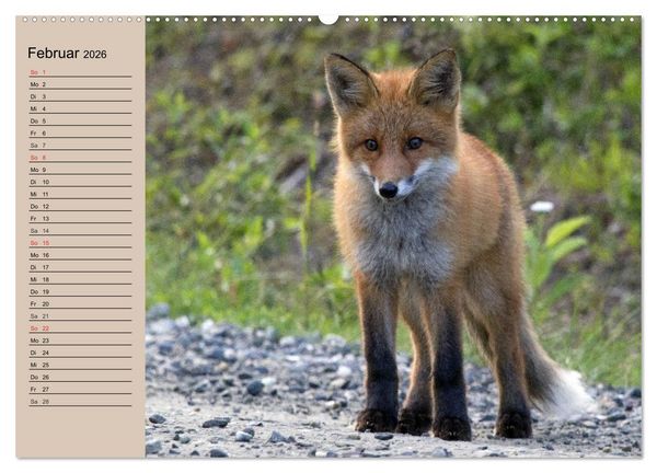 Produktbild: Der Fuchs. Bezaubernder Geselle (Wandkalender 2026 DIN A2 quer), CALVENDO Monatskalender