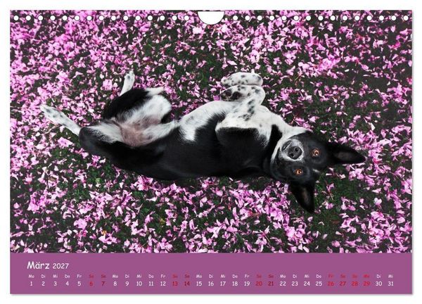 Produktbild: Border Collie Kalender &ndash; Ausdrucksstarke Close-up-Portraits durch die Jahreszeiten (Wandkalender 2027 DIN A4 quer), CALVENDO Monatskalender