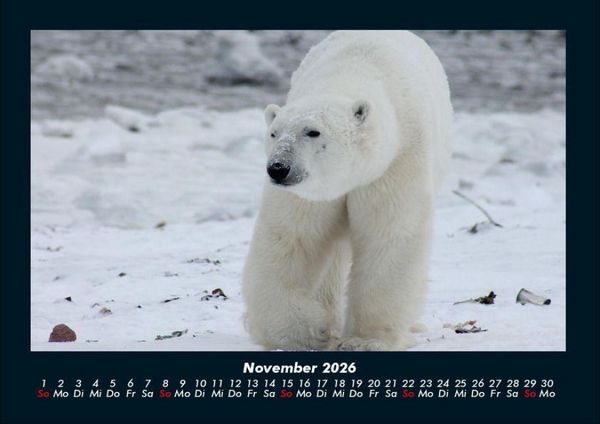 Produktbild: Pinguine & Eisb&auml;ren 2026 Fotokalender DIN A4