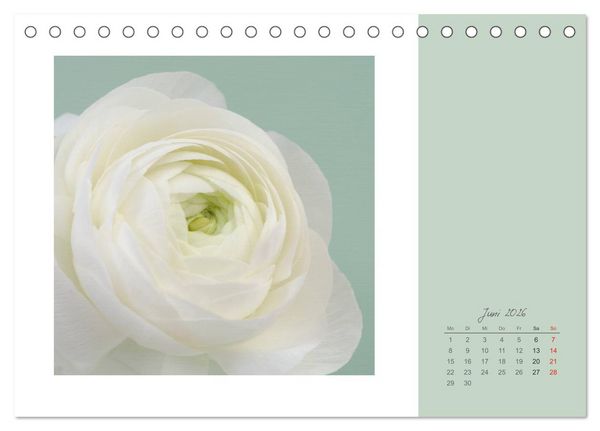 Produktbild: Bl&uuml;tentr&auml;ume (Tischkalender 2026 DIN A5 quer), CALVENDO Monatskalender