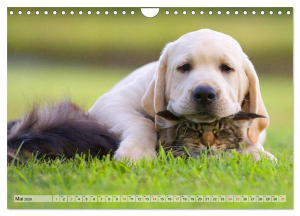 Produktbild: Beste Freunde - Bezaubernde Tierfreundschaften (Wandkalender 2026 DIN A4 quer), CALVENDO Monatskalender