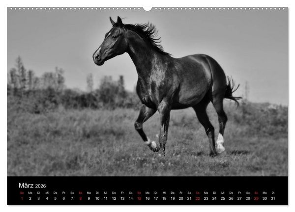 Produktbild: Pferde 2026 Wild Thing (Wandkalender 2026 DIN A2 quer), CALVENDO Monatskalender