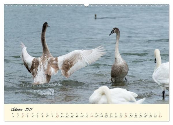 Produktbild: Vom K&uuml;ken zum stolzen Schwan (hochwertiger Premium Wandkalender 2027 DIN A2 quer), Kunstdruck in Hochglanz
