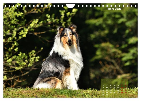 Produktbild: Collies? Was sonst! (Wandkalender 2026 DIN A4 quer), CALVENDO Monatskalender