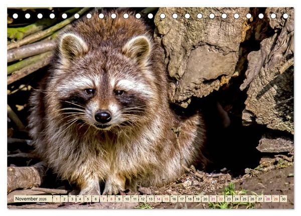 Produktbild: Waschb&auml;r - Niedlicher Allesfresser (Tischkalender 2026 DIN A5 quer), CALVENDO Monatskalender