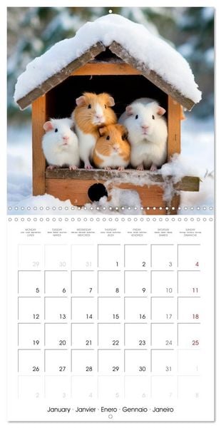 Produktbild: Sweet GUINEA PIGS (Wall Calendar 2026 12 &times; 12 Inch) CALVENDO 12 Month Wall Calendar