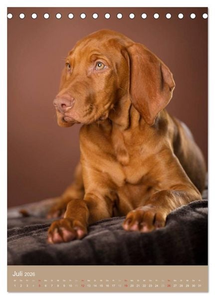 Produktbild: Hundekinder (Tischkalender 2026 DIN A5 hoch), CALVENDO Monatskalender