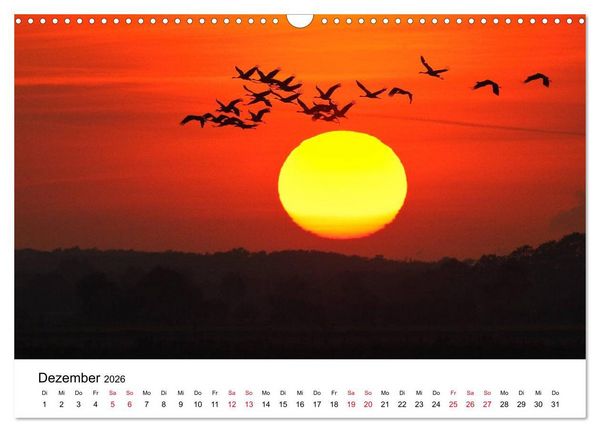Produktbild: Zug der Kraniche (Wandkalender 2026 DIN A3 quer), CALVENDO Monatskalender