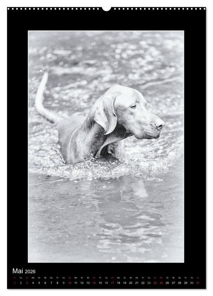Produktbild: Vizsla-Liebe (Wandkalender 2026 DIN A2 hoch), CALVENDO Monatskalender