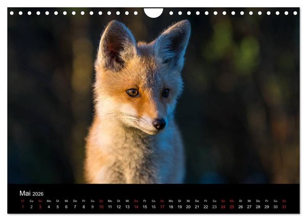 Produktbild: Joni, der kleine Fuchs (Wandkalender 2026 DIN A4 quer), CALVENDO Monatskalender