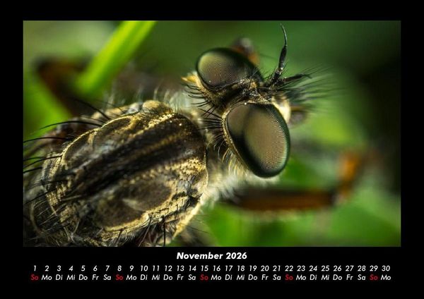 Produktbild: Tierkalender 2026 Fotokalender DIN A3