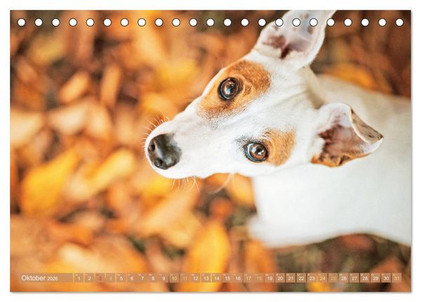 Produktbild: Jack Russell Terrier: flink und verspielt (Tischkalender 2026 DIN A5 quer), CALVENDO Monatskalender