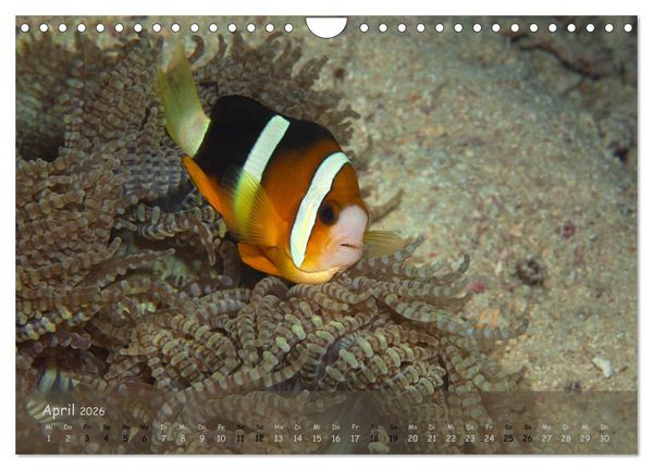 Produktbild: Anemonenfische - Streitbare Gesellen (Wandkalender 2026 DIN A4 quer), CALVENDO Monatskalender