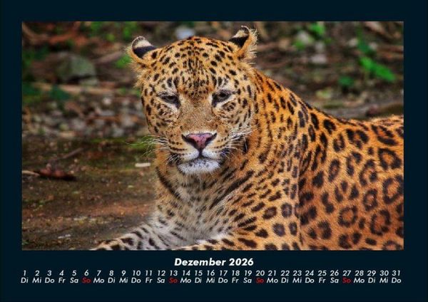 Produktbild: Tierkalender 2026 Fotokalender DIN A4