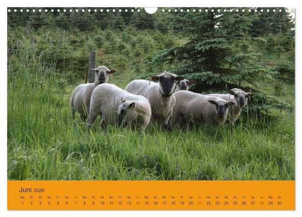 Produktbild: Shropshire Schafe (Wandkalender 2026 DIN A3 quer), CALVENDO Monatskalender