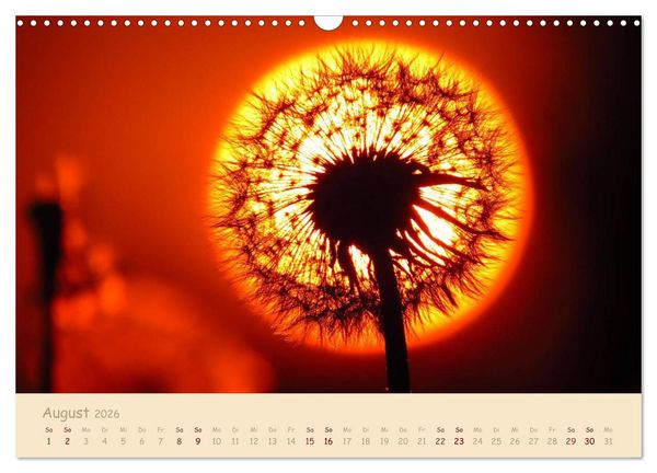 Produktbild: Unscheinbare Sch&ouml;nheit - Pusteblume (Wandkalender 2026 DIN A3 quer), CALVENDO Monatskalender