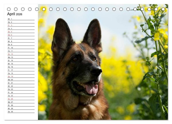 Produktbild: Deutsche Sch&auml;ferhunde - Liebenswerte Graunasen (Tischkalender 2026 DIN A5 quer), CALVENDO Monatskalender