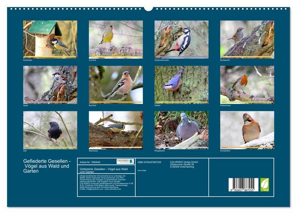 Produktbild: Gefiederte Gesellen - V&ouml;gel aus Wald und Garten (hochwertiger Premium Wandkalender 2026 DIN A2 quer), Kunstdruck in Hochglanz