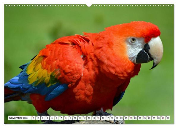 Produktbild: Bunte Vielfalt in der Vogelwelt (Wandkalender 2026 DIN A2 quer), CALVENDO Monatskalender