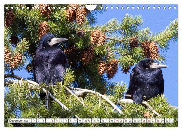 Produktbild: Corvids - Black and Beautiful (Wall Calendar 2026 DIN A4 landscape), CALVENDO 12 Month Wall Calendar