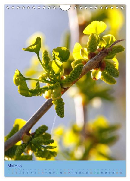 Produktbild: Ginkgo (Wandkalender 2026 DIN A4 hoch), CALVENDO Monatskalender