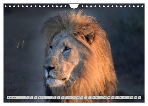Produktbild: L&ouml;wen. Die K&ouml;nige Afrikas (Wandkalender 2026 DIN A4 quer), CALVENDO Monatskalender